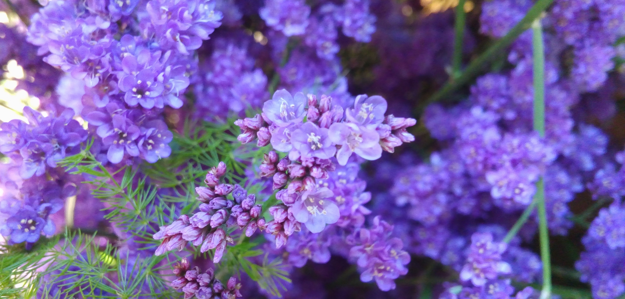 limonium de color lila